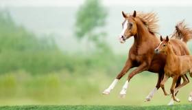 Horse & Foal