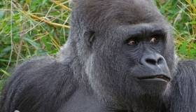 Mountain gorilla