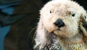 Sea Otter