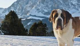 Saint Bernard in the snow