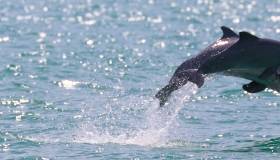 Dolphins jumping out of the water