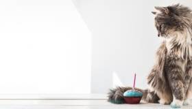 Cat with birthday cake
