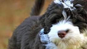 Fluffy black and white dog