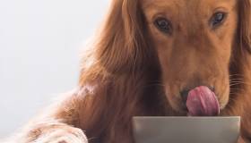 Dog licking a food bowl