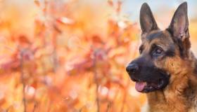 German shepherd dog next to autumn leaves