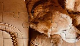 Dog laying on couch
