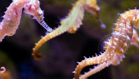 Seahorses in the ocean