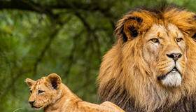 Adult lion with a cub