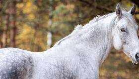 White horse in the woods