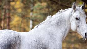 White horse in the woods