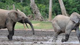 African Forest Elephants