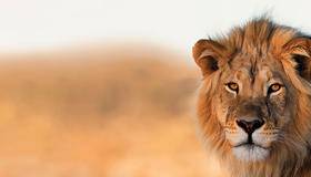 African Lion