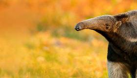 Anteater