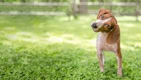 dog in field