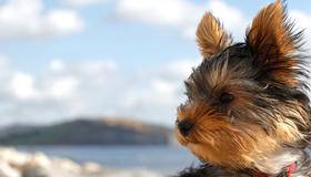 Yorkie sitting