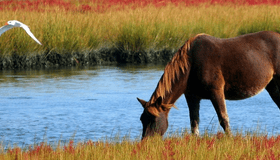 horse drinking water