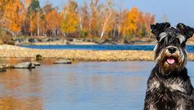 Schnauzer sitting by water