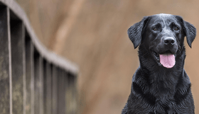 Black Lab