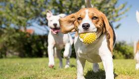 Beagle with ball