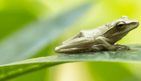 frog