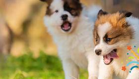 Dogs