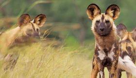 Wild Dog