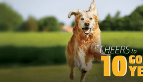 Golden Retriever
