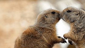 Prairie Dogs