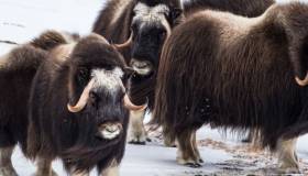 Muskoxen