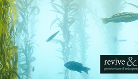 kelp forest