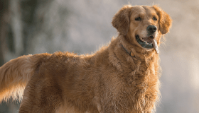 Golden retriever 