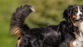 Bernese Mountain Dog