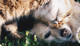 dog and cat