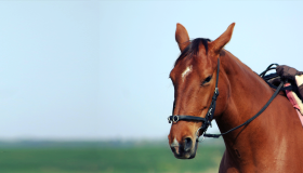 horse