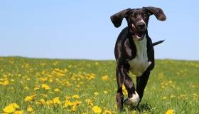 Dog running in field