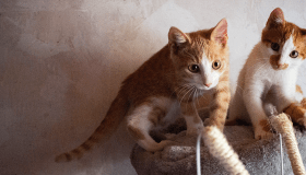 Two orange and white kittens play on a carpeted cat tree