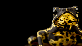 harlequin frog