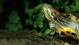 turtle