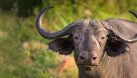buffalo