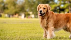 Golden Retriever 
