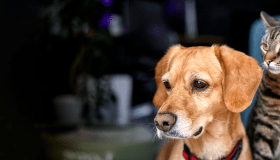 dog and cat