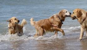 golden retrievers