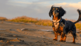 dog