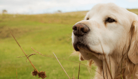 Golden Retriever 