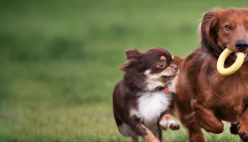 dogs