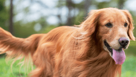 Golden Retriever 