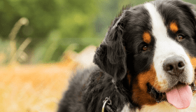 Bernese mountain dog