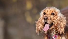 cocker-spaniel 