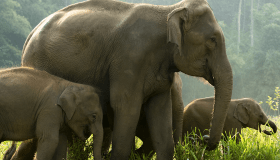 elephants