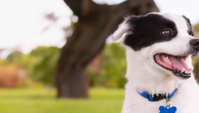 dog